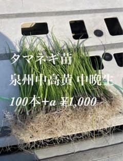 泉州中高黄 タマネギ苗 中晩生100本+α 無農薬 1のサムネイル