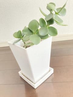 多肉植物 クラッスラオバタ 鉢植えのサムネイル