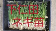 下仁田ネギ、苗。20本。のサムネイル