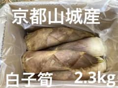 白子筍 京都山城産 2.3kg 4月12日朝掘り たけのこ ① - メルカリ