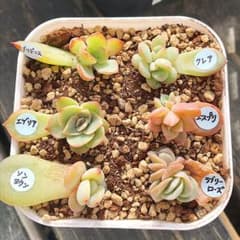 多肉植物　葉挿し6種　韓国苗のサムネイル