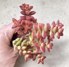 多肉植物　彦星　抜き苗のサムネイル