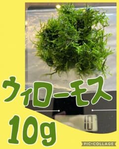 ウィローモス　10g  無農薬のサムネイル