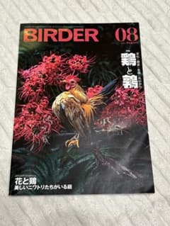 BIRDER 2025年8月号 ニワトリとウズラ特集のサムネイル