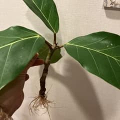 アフリカンプリンス　しっかり発根のサムネイル