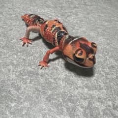 いきもの大図鑑レプティ ナメハダタマオヤモリ レッドのサムネイル