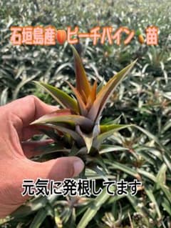 南国 石垣島産 ピーチパイン栽培苗 育成苗 5株セット 元気な苗から出荷