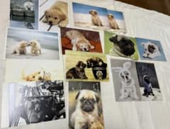 犬のポストカード まとめ売り 14まいまとめ売りのサムネイル