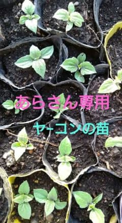 ヤーコンの苗 15本入りセットのサムネイル