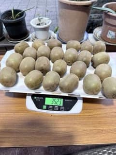 新鮮なジャンボキウイフルーツ 約3.5kg（24個入り）のサムネイル
