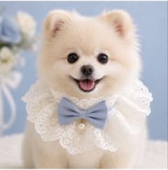【犬猫用】フリルつけ襟 レース 水色 リボン ペットアクセサリー 推し活撮影会のサムネイル