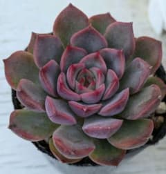 クレヨン　多肉植物のサムネイル