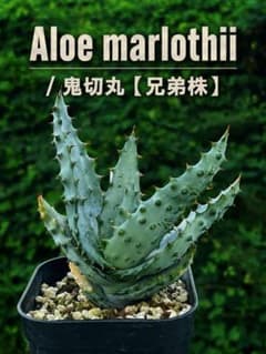 Aloe marlothii / アロエ マルロシー 鬼切丸 【実生選抜株】のサムネイル