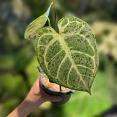 アンスリウムレッドクリスタリナムハイブリッド 3.5号 - メルカリ