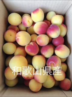 完熟梅　和歌山県産　紀州南高梅　4キロのサムネイル