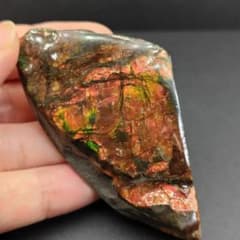 カナダ アルバータ州産 アンモライト(アンモナイト) 鉱物標本 化石