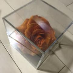AMOROSA Diamond Rose 9.8cm Acrylic Case [Red] Rose