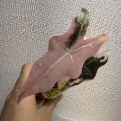 み*き様 アロカシア ノビリス ピンクk Alocasia Nobillis Pink 