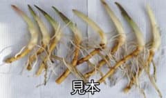 みょうがの苗(8本)のサムネイル