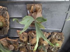 P. 'Dumbledore' ダンブルドア ビカクシダ Platycerium - メルカリ