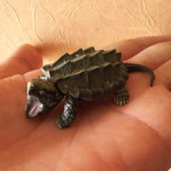 ワニガメ フィギュアのサムネイル