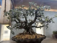 磯山椒盆栽 天皇梅 テンバイ 春翠 作家鉢 希少 太幹 株立 - メルカリ