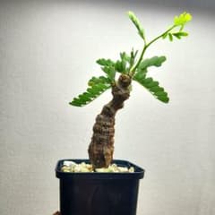 センナメリディオナリス 実生株⑤ 鉢ごと発送 塊根 - メルカリ
