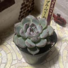 ブルーベリームーン おらいさん苗 抜き苗（札なし）のサムネイル