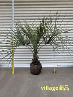 送料込み ココスヤシ 形状良 庭木 シンボルツリー シルバーリーフ
