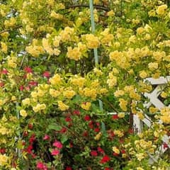 ☘️匿名発送☘️　芳香性　白モッコウバラ　挿し穂✕８本 (１０～１５cm) 薔薇 モッコウバラ 挿し穂黄色8本白色8本合計16本 ネコポス匿名