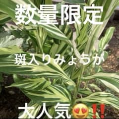 専用のサムネイル