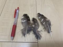 フクロウの羽根 3枚セットのサムネイル
