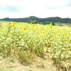 ゆい(^^)様、専用ページ♬のサムネイル