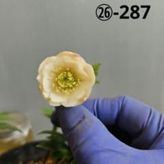 K.様ご購入苗㉖-287クリスマスローズ - メルカリ