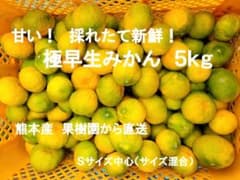 【最終値下げ10/22】熊本県産 極早生みかん 5kg Sサイズのサムネイル