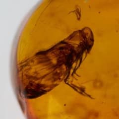 レア極上品 PA0021虫入り琥珀化石　ミャンマーカムティかタナイ9900万年前 LA438虫入り琥珀化石 ミャンマー カムティかタナイ産 9900万年前