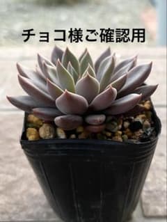 多肉植物　紫天女　抜き苗のサムネイル