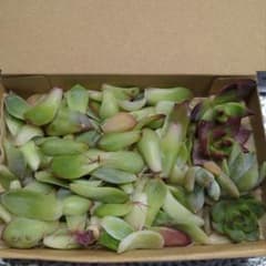 多肉植物 韓国苗 葉挿し用80ｇ+小苗のセットのサムネイル