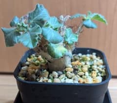 ヤトロファ マルギナータ 塊根植物のサムネイル
