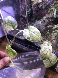 スキンダプサスsp 抹茶ラテ - メルカリ スキンダプサスsp 抹茶ラテ