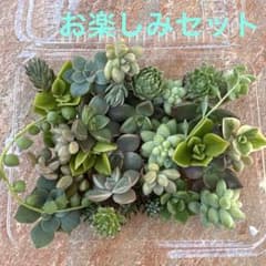 多肉植物 お楽しみセット カット苗のサムネイル