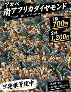 南アフリカダイヤモンド【厳選株写真実物】初心者も安心/発根済み鉢付き/ アガチタノタ 南アフリカダイヤモンド SAD 1株 - メルカリ