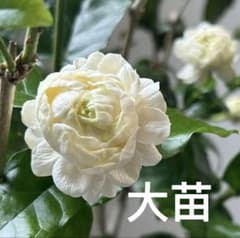 レア ピカケ苗 大輪八重ボタン咲き ジャスミン マツリカ プリンセス