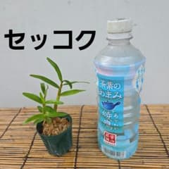 Fセッコク蘭 苗 ピンク セッコク蘭 長生蘭 セッコク属 山野草 - メルカリ
