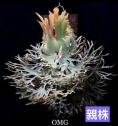 P.Willinckii 'OMG' spore - メルカリ