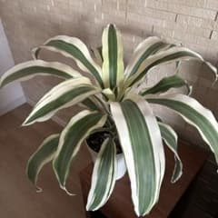 5号プラ鉢植え ドラセナ スノーホワイト 【観葉植物】 - メルカリ