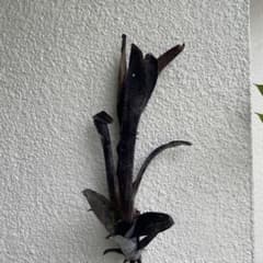 ビルベルギア ダースベイダー 吊るし管理個体 直射日光のサムネイル