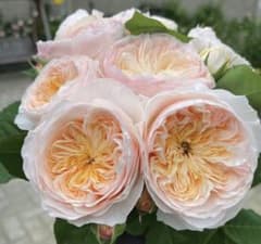 バラ苗(19)四季咲き 超強健 レア 切花 長花持ち - メルカリ