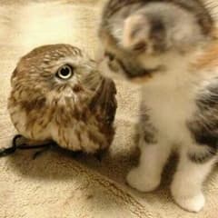 ちゃお様おまとめ専用のサムネイル