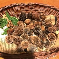 NAO様専用　カラ松　50コのサムネイル
